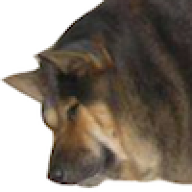 guau