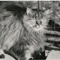 Kitty Chandler