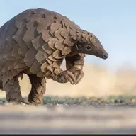 funkalunk
