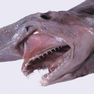 Goblin_Shark