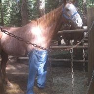 Horse in Pants
