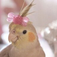 shitbird