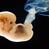 Multiracial Embryo