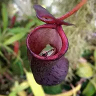 Carnivorous Plant