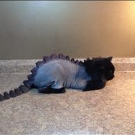 HQumn