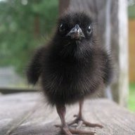 Raven'sChild