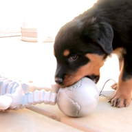 Dead Puppies