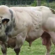 Benine Bovine