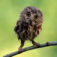 Écho Öwl