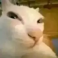 googtard