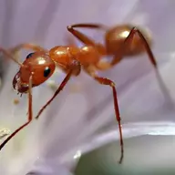 angry ant