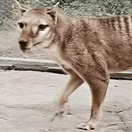 Taz Tyger