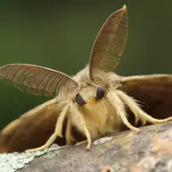 MeowMeowMoth