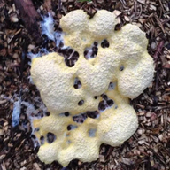 mystery slime