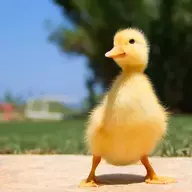 babyduck