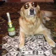 Big Money Dog