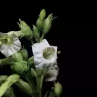 nicotiana tabacum