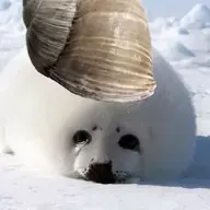 Ares Snealsquid