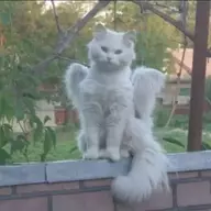 Kamikazeangel