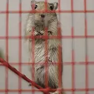 Enslaved Gerbil