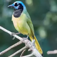Cyanocorax