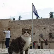The Feline Solution 2