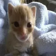 twinkpawjob