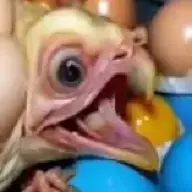 'O Chicken Factory
