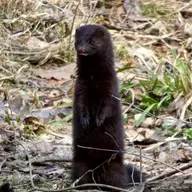 Mink