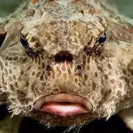 bigbizbats