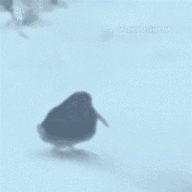 Dancing Kiwi