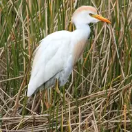 Cattle Egret
