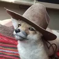 Daytona Fox