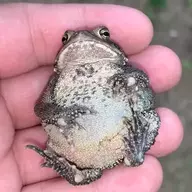 Crankin’ My Frog