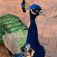 Flaw Peacock