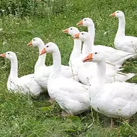 8reallybigbirds