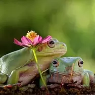 Two Frogs