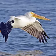 Pelican