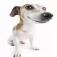 goofydawg