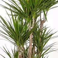Dracaena marginata