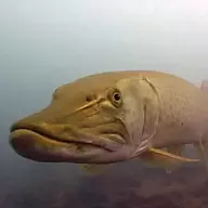 Muskie