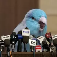 Crackersandfleas