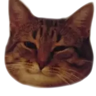 MiaoNya
