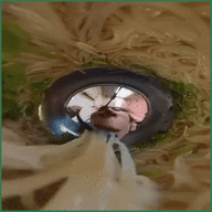 Aurellia Spaghettellia