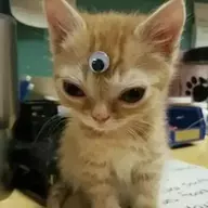 twiddling