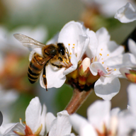 Trees and Bees