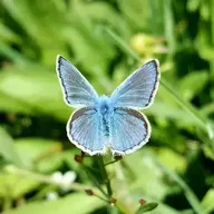 Vitrealis