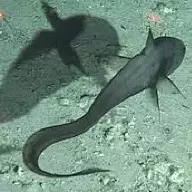 false catshark