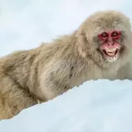 BallsGuevara