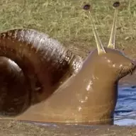 SchloingoBingusX